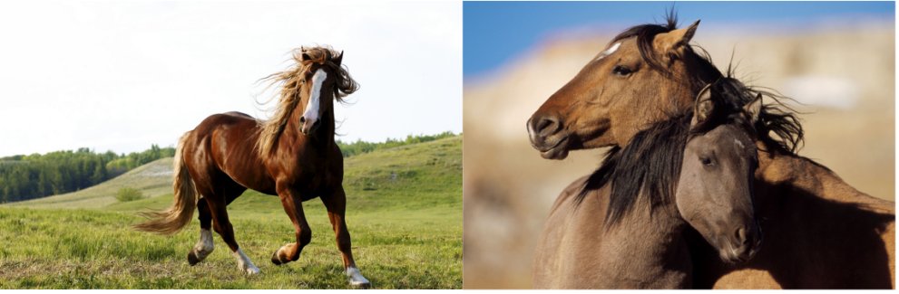 3D Picture 9621--Single HORSE/Double HORSE