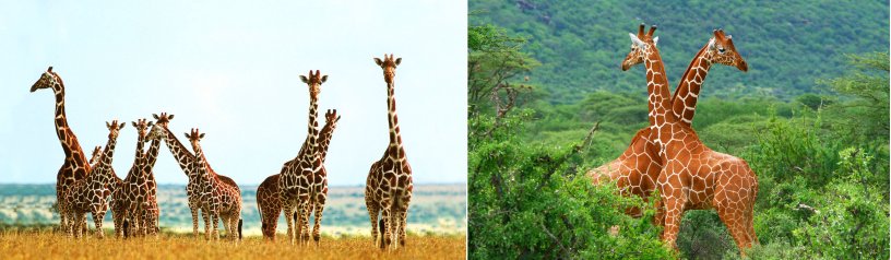 3D Picture 9627--GIRAFFE Herd/Double GIRAFFE