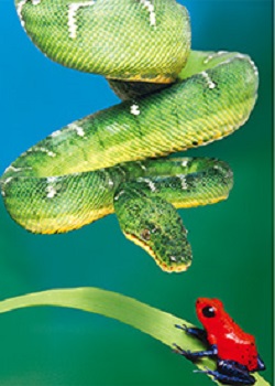 3D Picture 9777--Green Snake with Red FROG