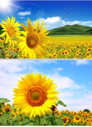 3D Picture 9603--Sunflowers