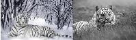 3D picture 9631--Black and White Tiger