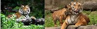 3D Picture 9632--Orange Tiger/Tiger and Baby