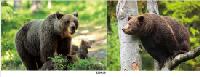 3D Picture 9619--Brown Bears