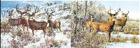 3D Picture 9714--Snowy Bucks