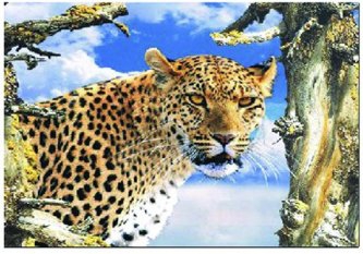 3D Picture 9521--Cheetah Head