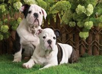 3D Picture 9594--Black & White Dogs