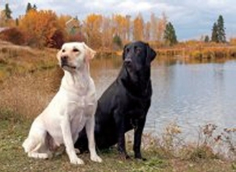 3D Picture 9600--Black & Yellow Labs