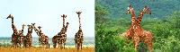 3D Picture 9627--Giraffe Herd/Double Giraffe