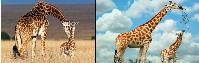 3D Picture 9628--Giraffe & Baby