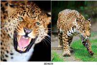 3D Picture 9620-Leopard