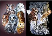 3D Picture 9717--Owls