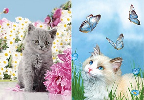 3D Picture 9736--Kitten w Flower/Kitten w Butterflies