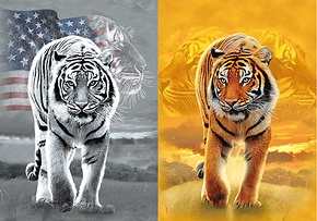 3D Picture 9738--White Tiger/Orange Tiger