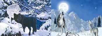 3D Picture 9743--Black Wolf/Wolf in Snow