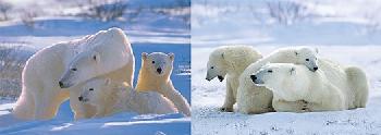 3D Picture 9760--Polar Bear Family