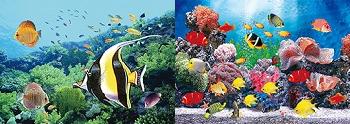 3D Picture 9766--Tropical Fish with Coral