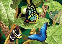 3D Picture 9774--Butterflies on Leaves